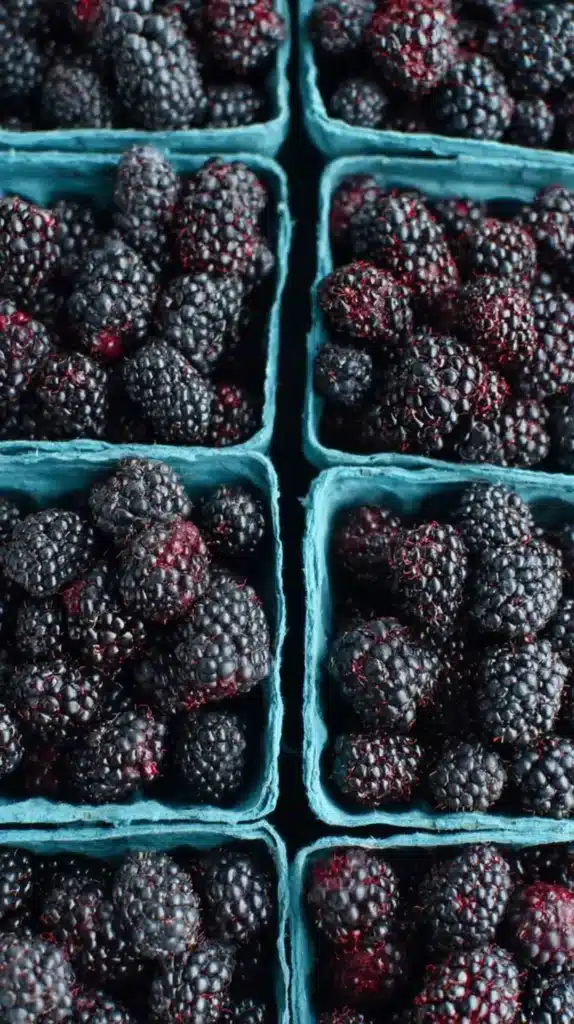 Overhead view of teal paper berry cartons filled with ripe, glistening black raspberries.