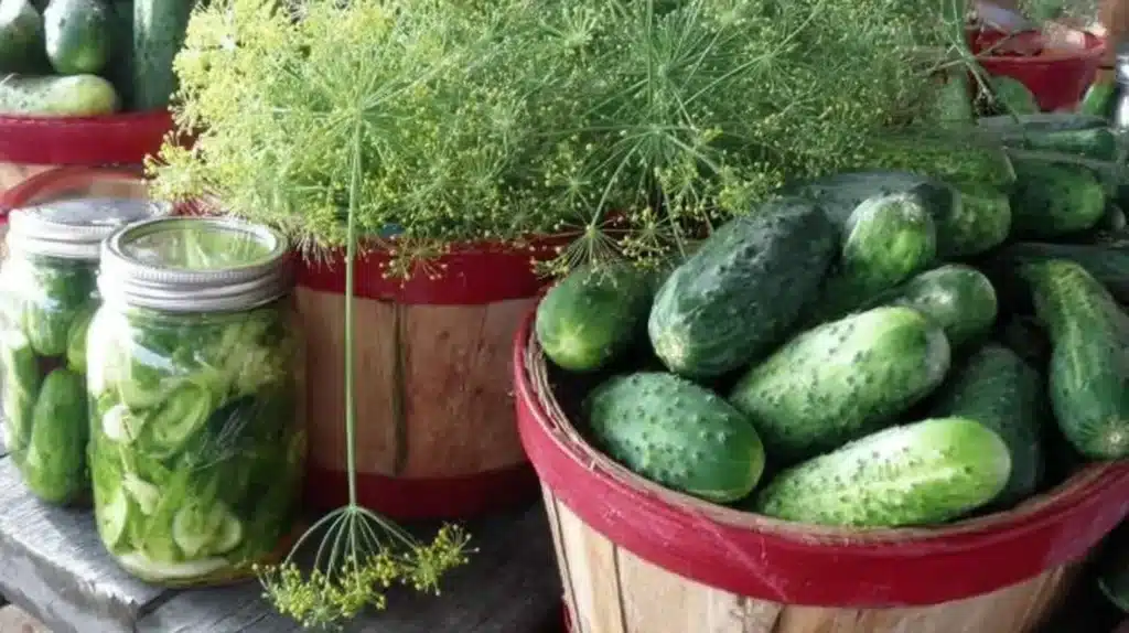 Glass jars of homemade sun dill pickles next to baskets of fresh cucumbers and flowering dill on a rustic table.