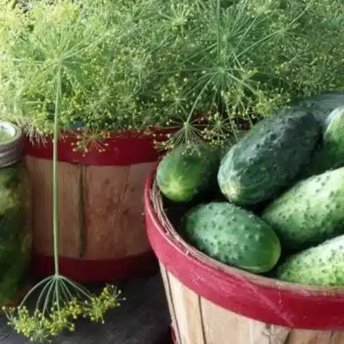 Glass jars of homemade sun dill pickles next to baskets of fresh cucumbers and flowering dill on a rustic table.